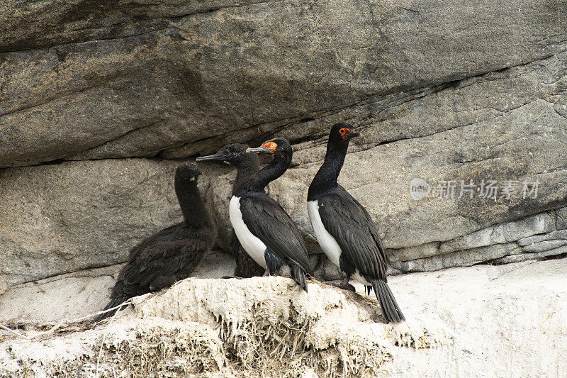 岩石杂毛(Phalacrocorax magellanicus)